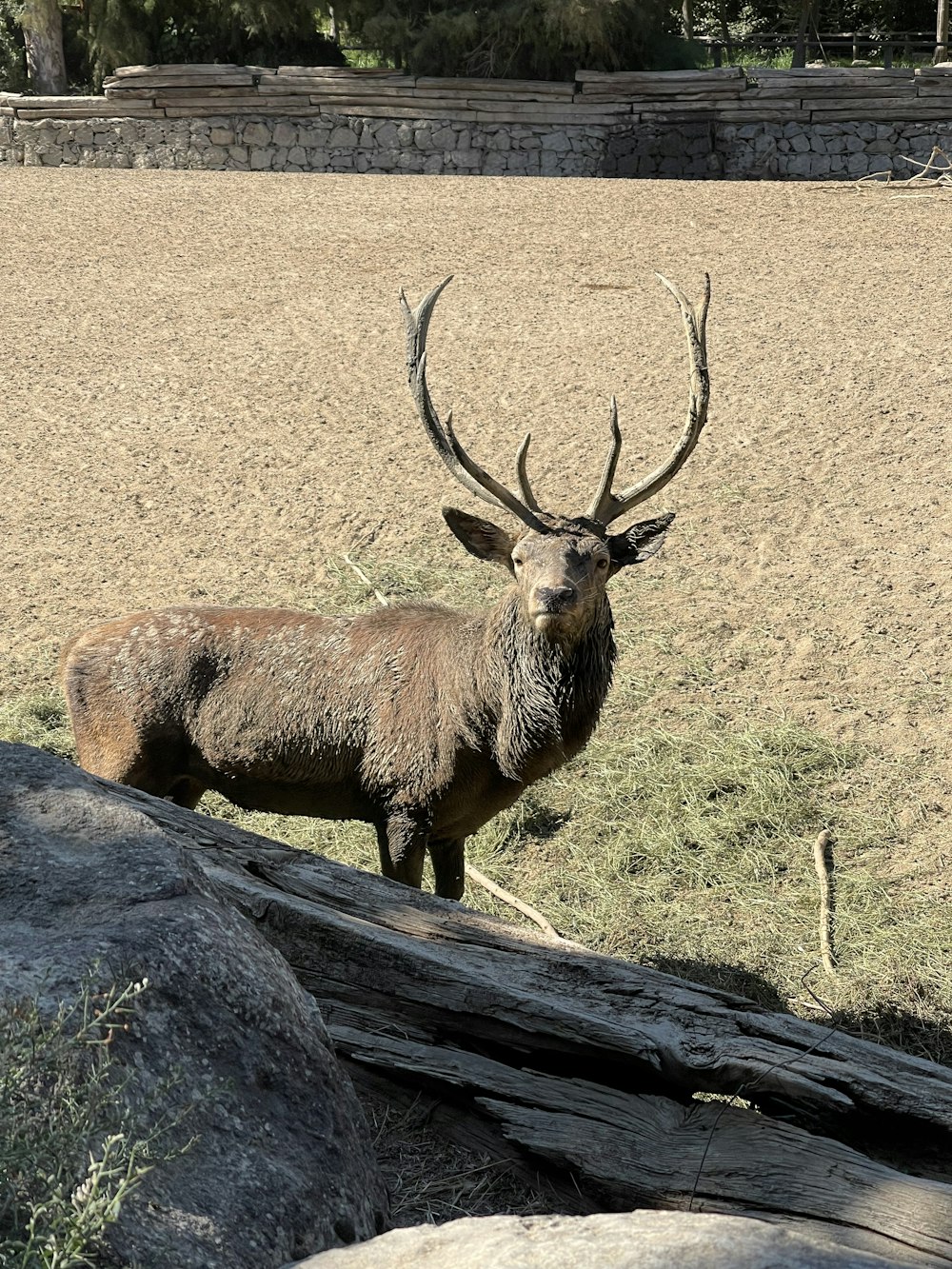 un cerf debout au sommet d’un champ couvert d’herbe