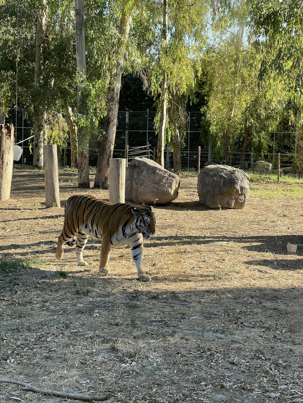 a tiger walking across a dry grass covered field