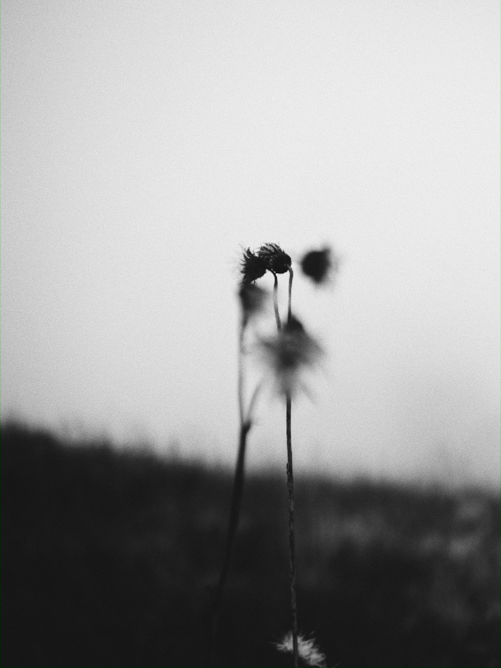 a black and white photo of some flowers