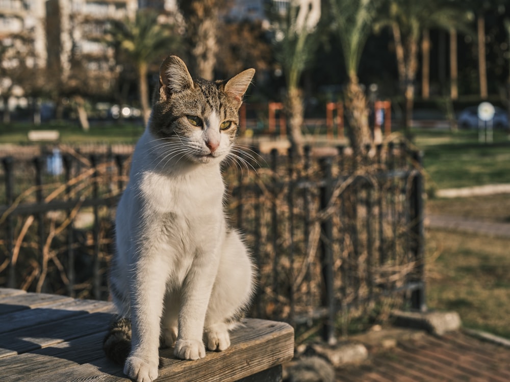 a cat sitting on top of a wooden bench