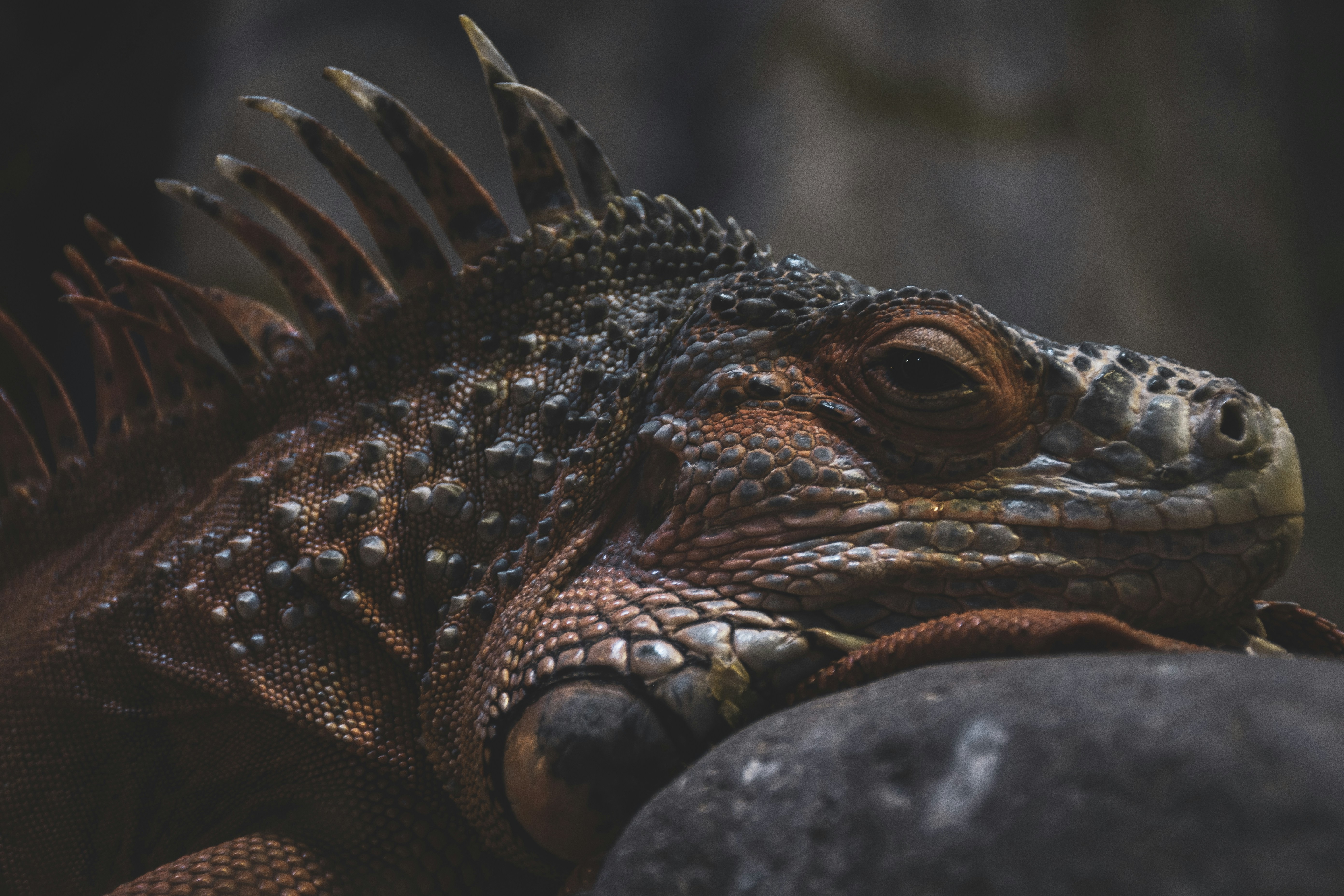 Passionate photographers have captured the most gorgeous animals in the world in their natural habitats and shared them with Unsplash. Now you can use these photos however you wish, for free!