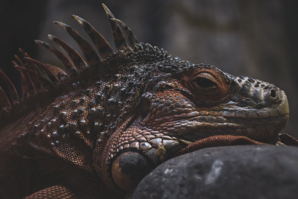 a close up of a lizard on a rock