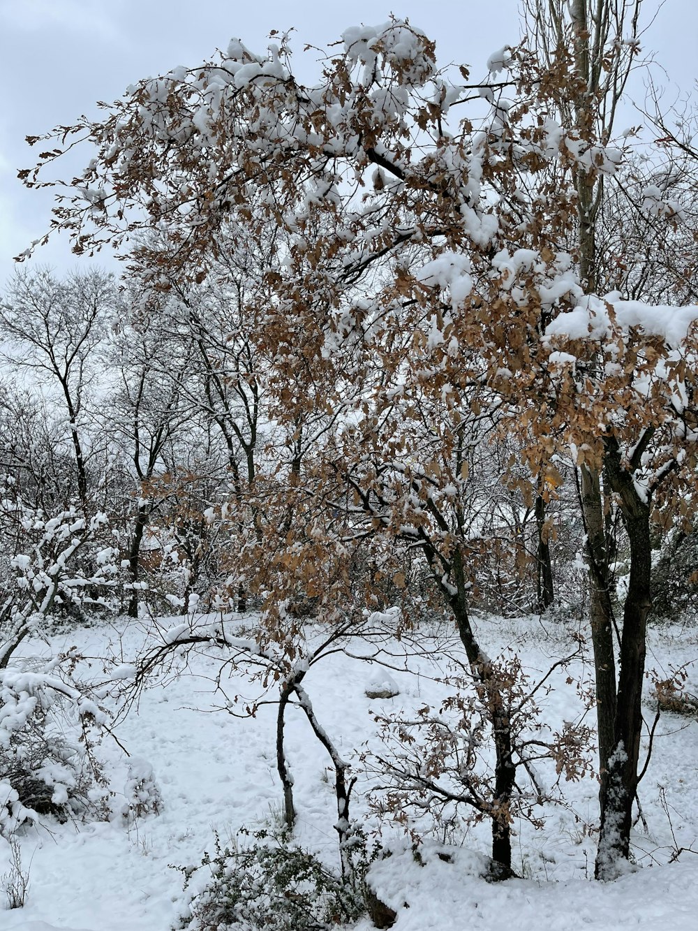 Un parque cubierto de nieve con árboles y arbustos
