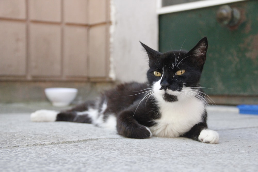 a black and white cat laying on the ground