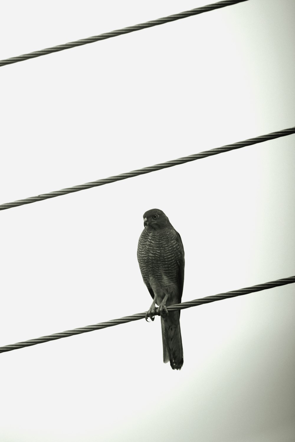 a bird sitting on a wire with a sky background