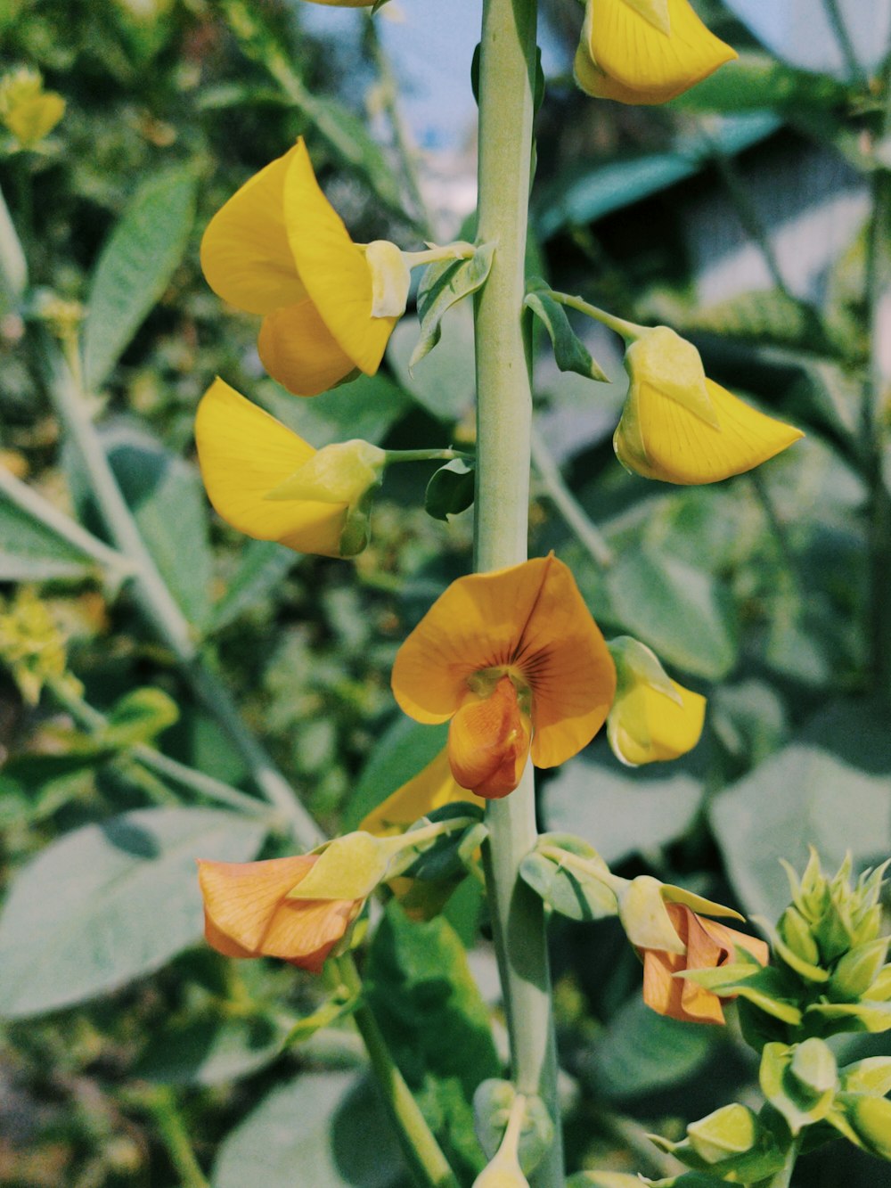 a close up of a plant with yellow flowers