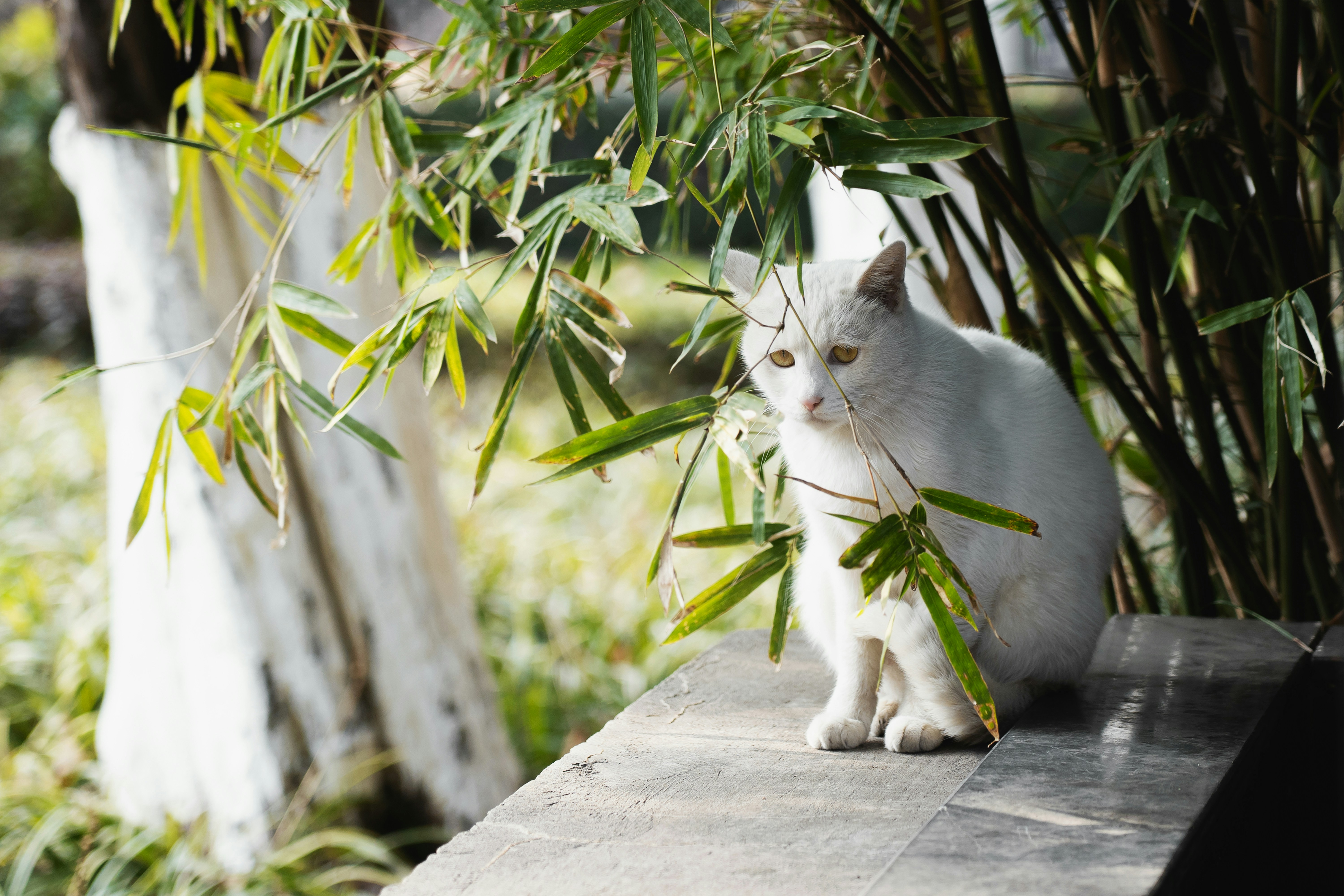 A white cat sitting on a ledge next to a bamboo tree photo – Free Cat ...