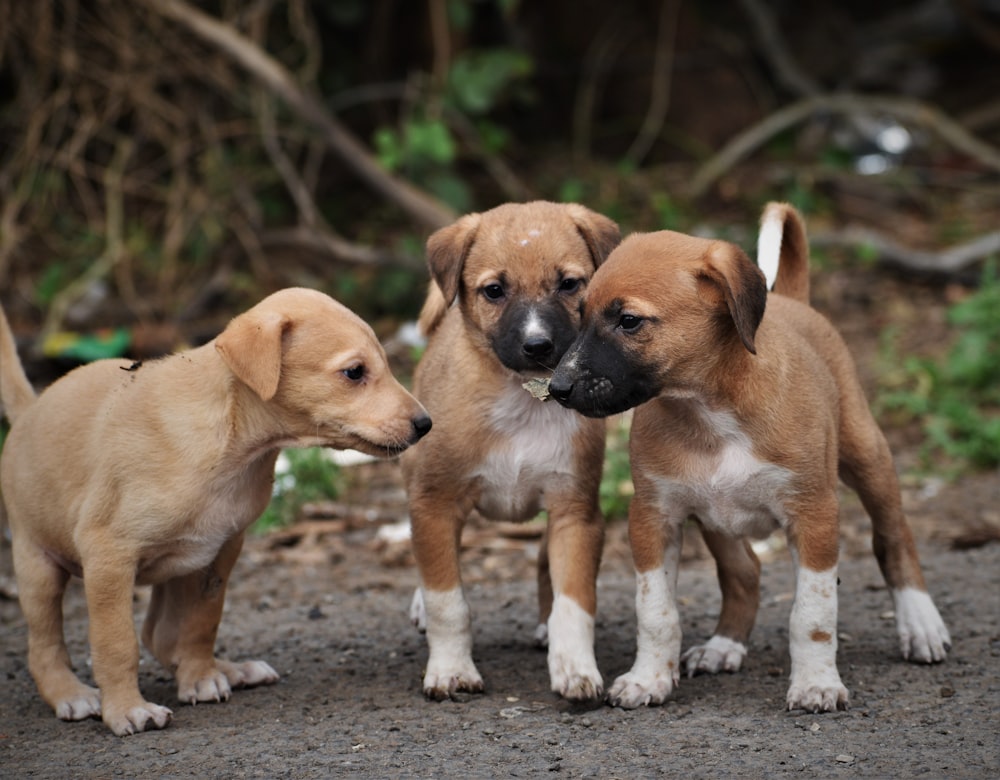 three puppies standing next to each other on a dirt ground