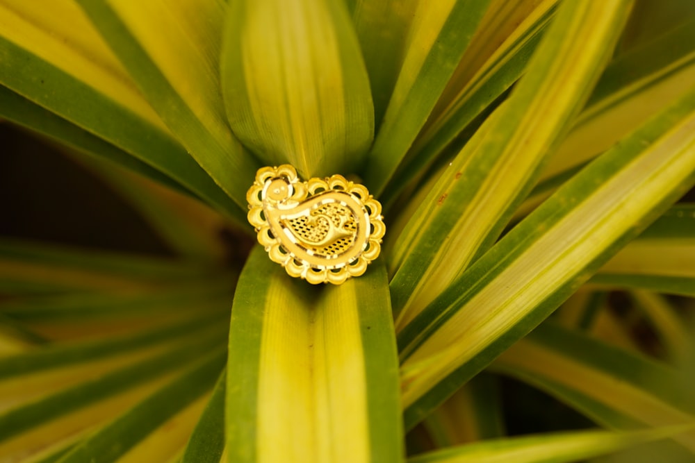 a close up of a plant with a heart on it