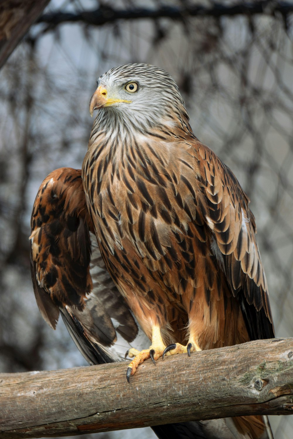 a bird of prey sitting on a branch