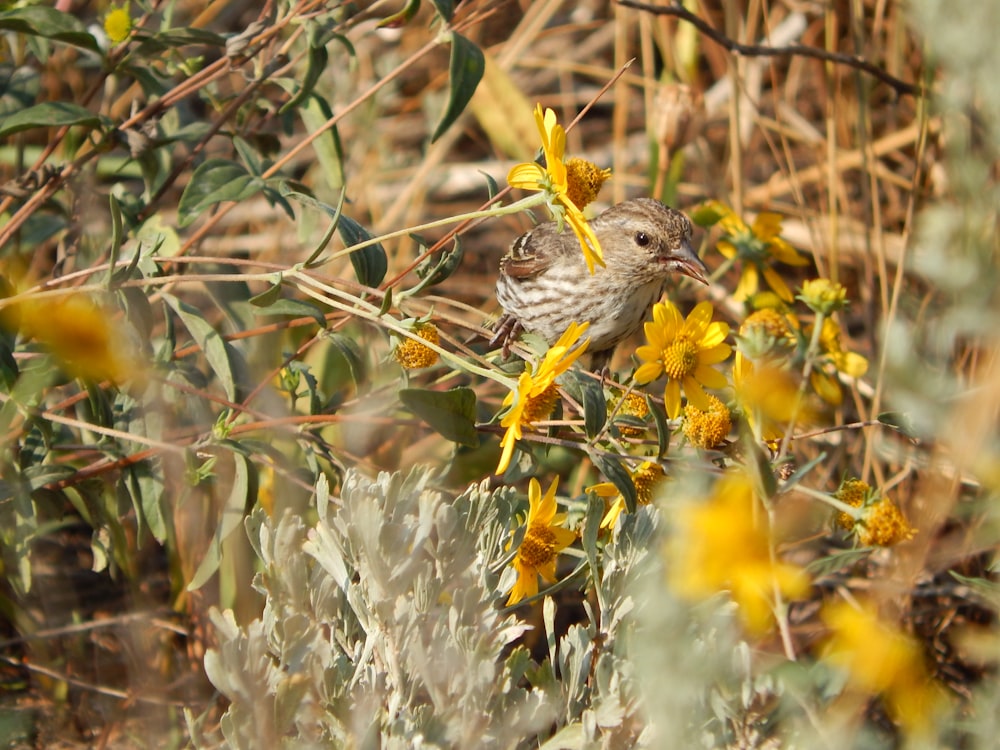 un piccolo uccello seduto sulla cima di un fiore giallo