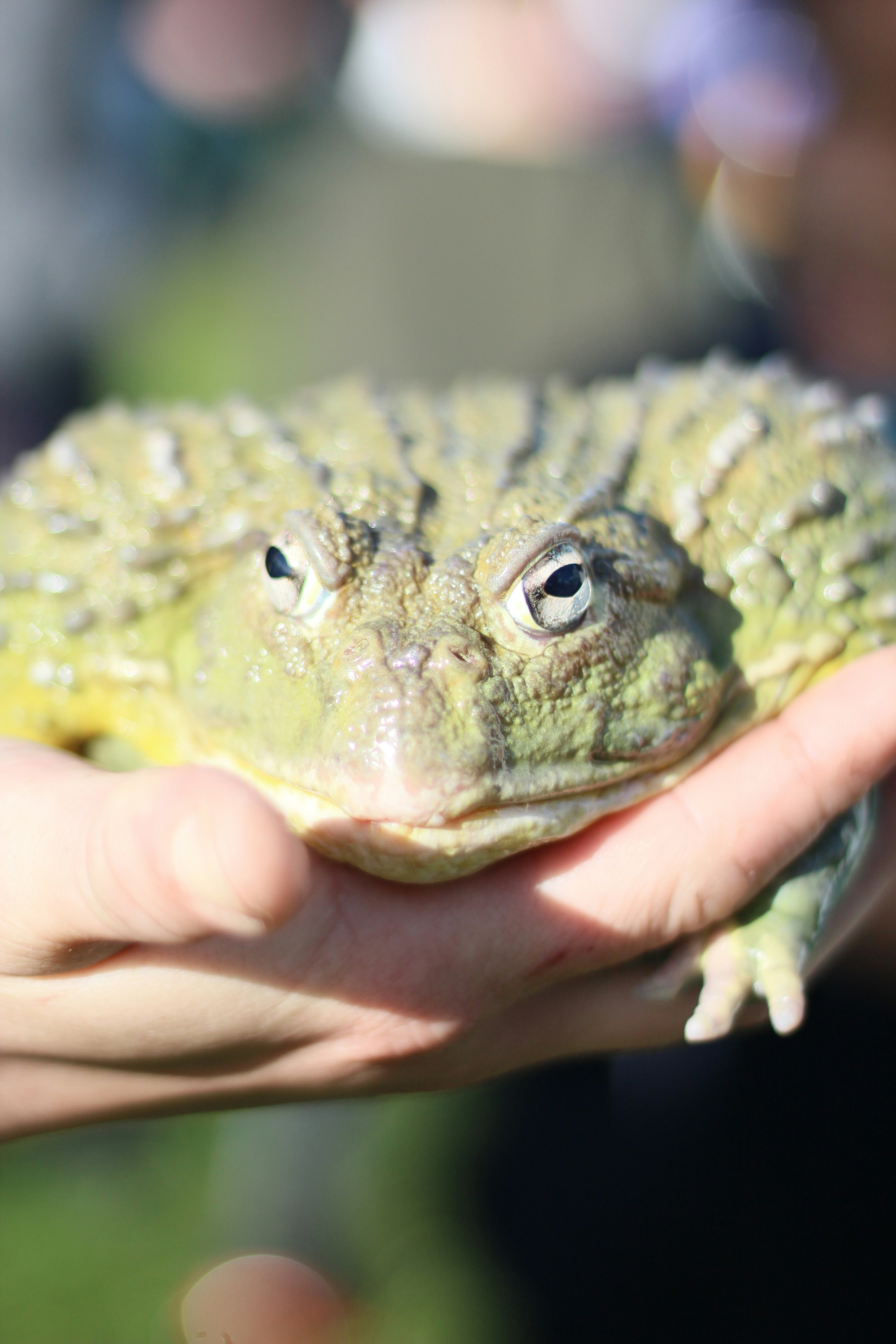 a close up of a person holding a small animal