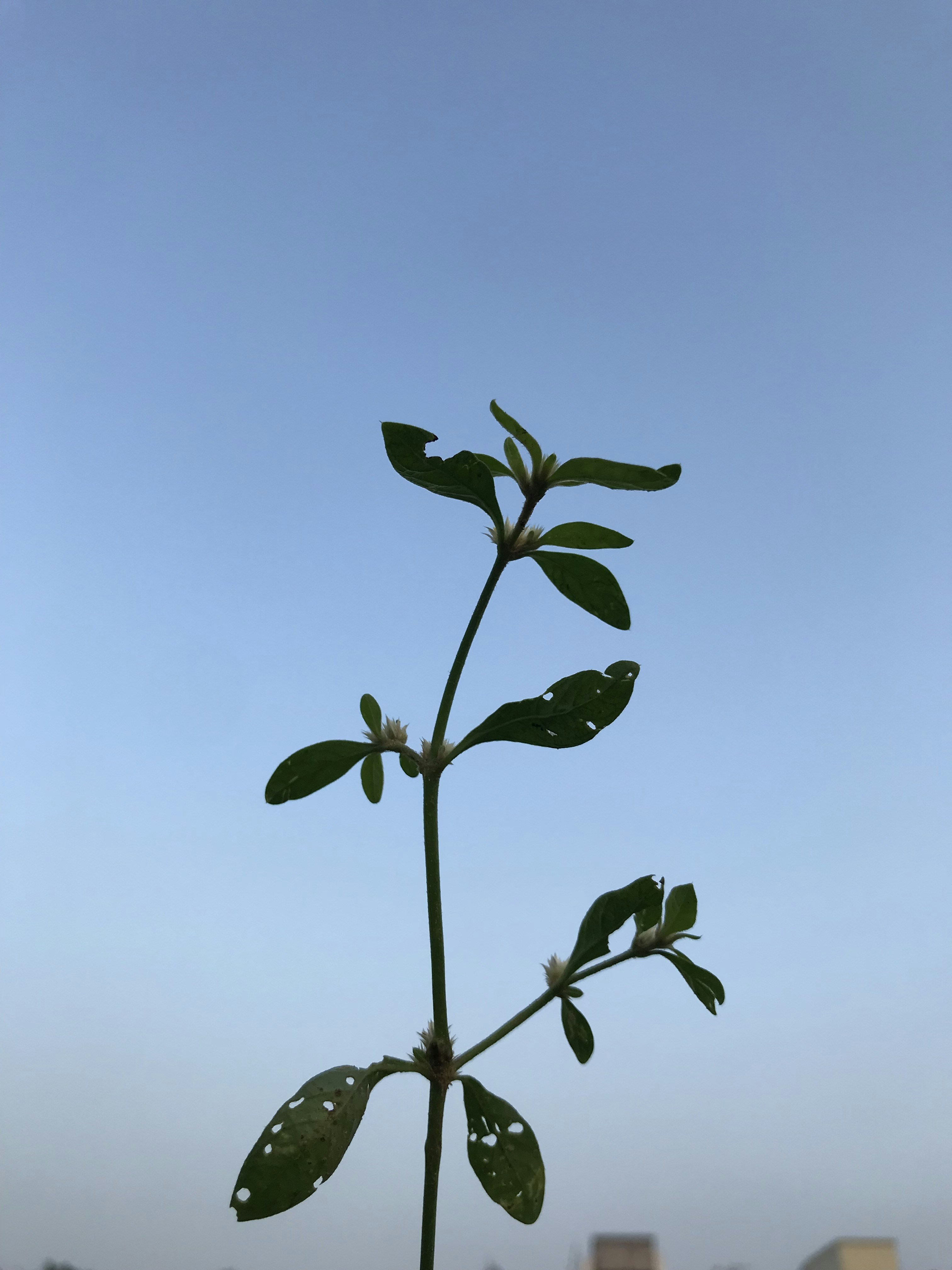 a plant with leaves in front of a blue sky