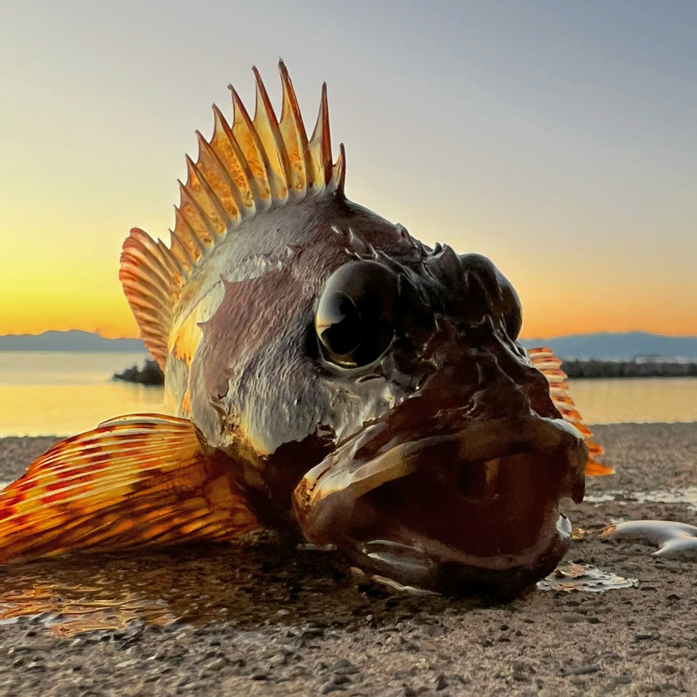 a close up of a fish on a beach