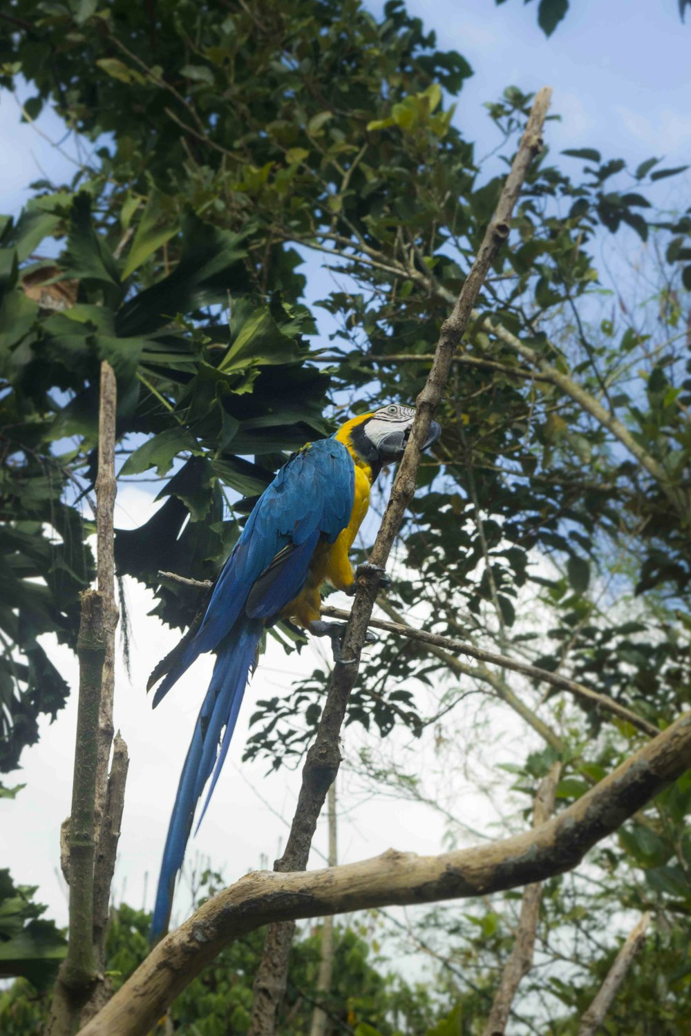a blue and yellow bird perched on a tree branch