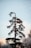 A tall, uniquely shaped evergreen tree stands against a backdrop of a clear sky. The tree has a slender trunk with branches that spread unevenly, giving it an asymmetrical appearance. Surrounding the base of the tree are other trees with foliage, some of which are dusted with a light covering that could be snow or frost.