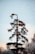 A tall, uniquely shaped evergreen tree stands against a backdrop of a clear sky. The tree has a slender trunk with branches that spread unevenly, giving it an asymmetrical appearance. Surrounding the base of the tree are other trees with foliage, some of which are dusted with a light covering that could be snow or frost.