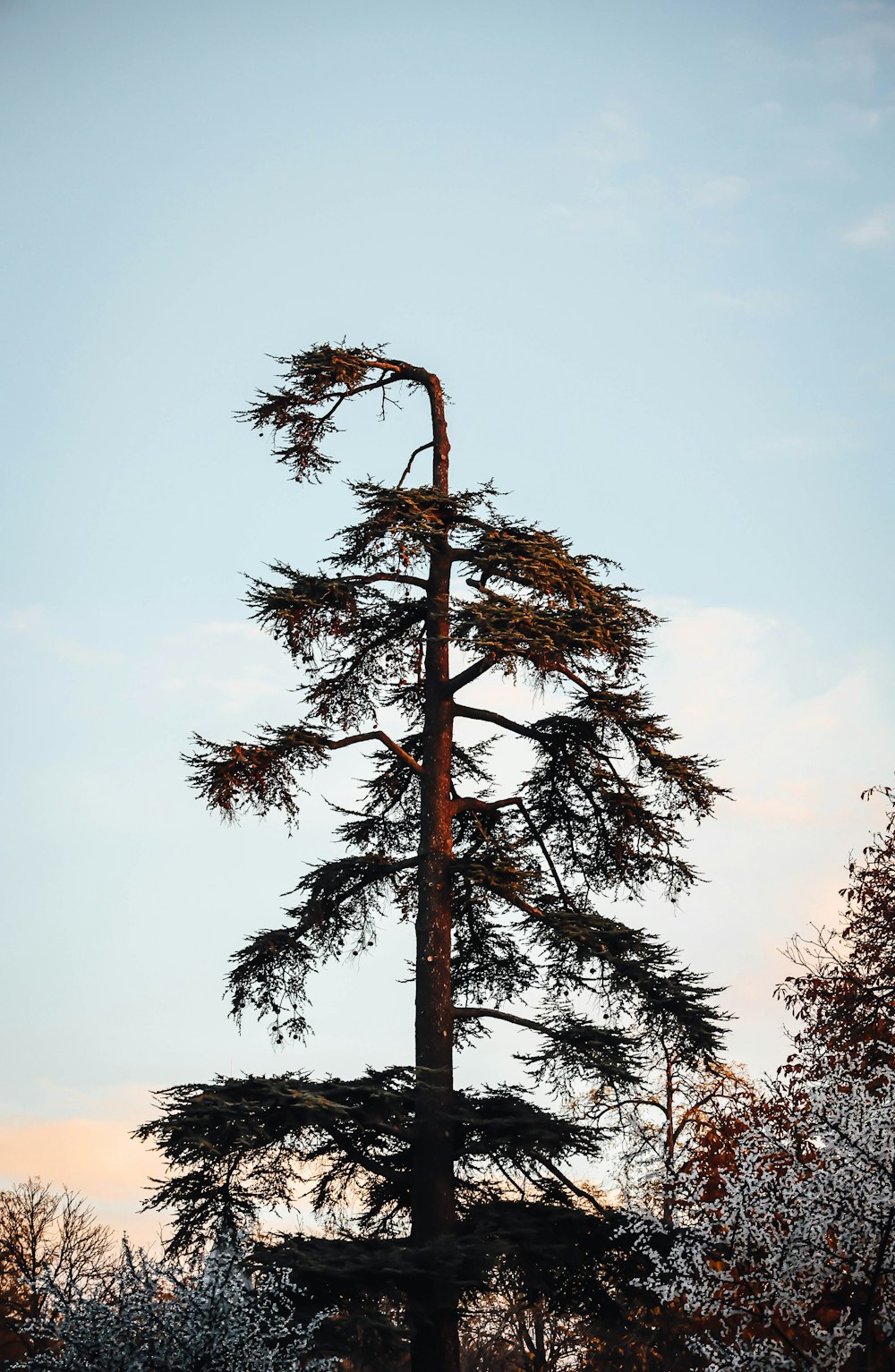a tall pine tree standing in the middle of a forest