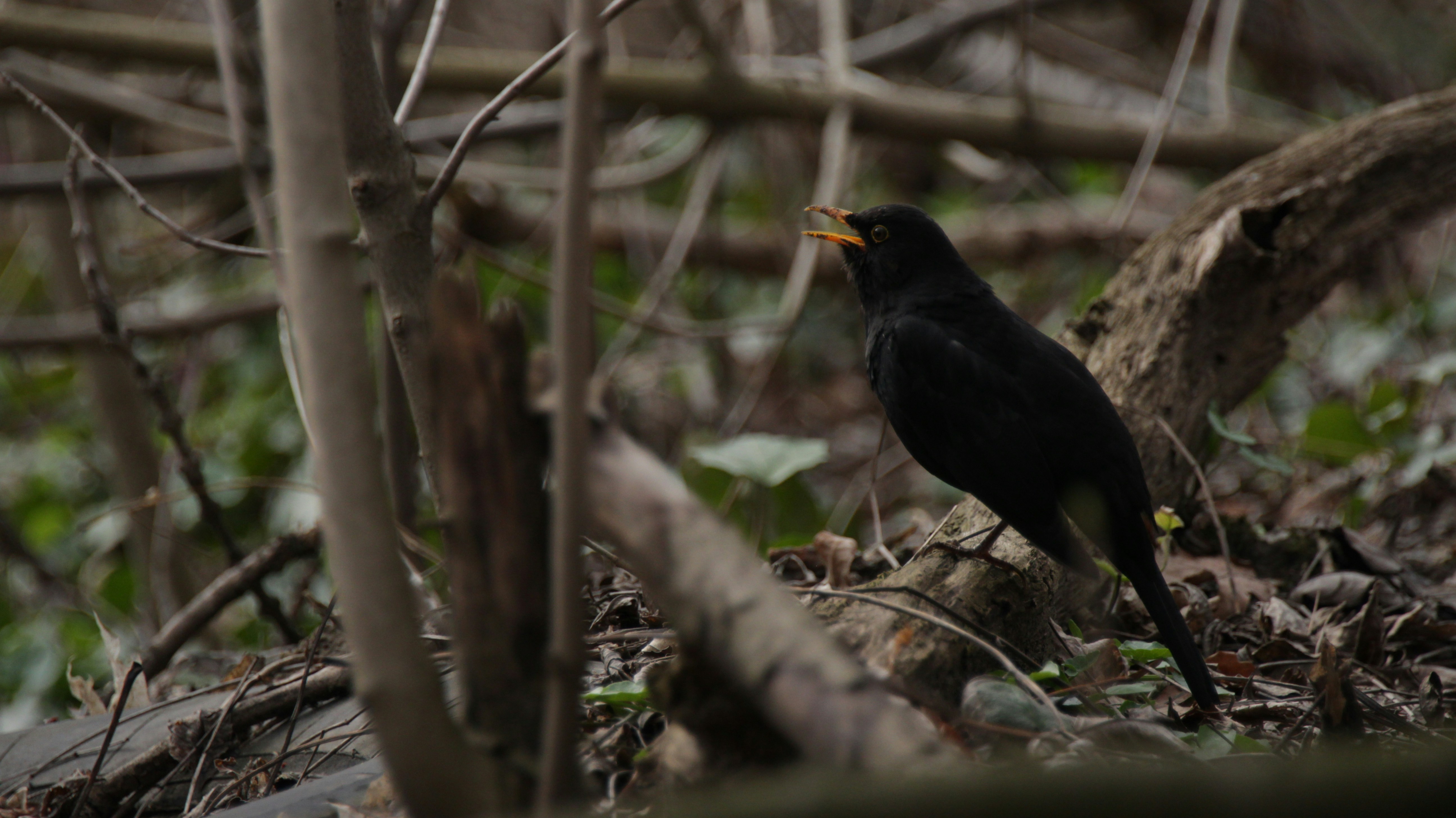 Photo by timesnewroman14