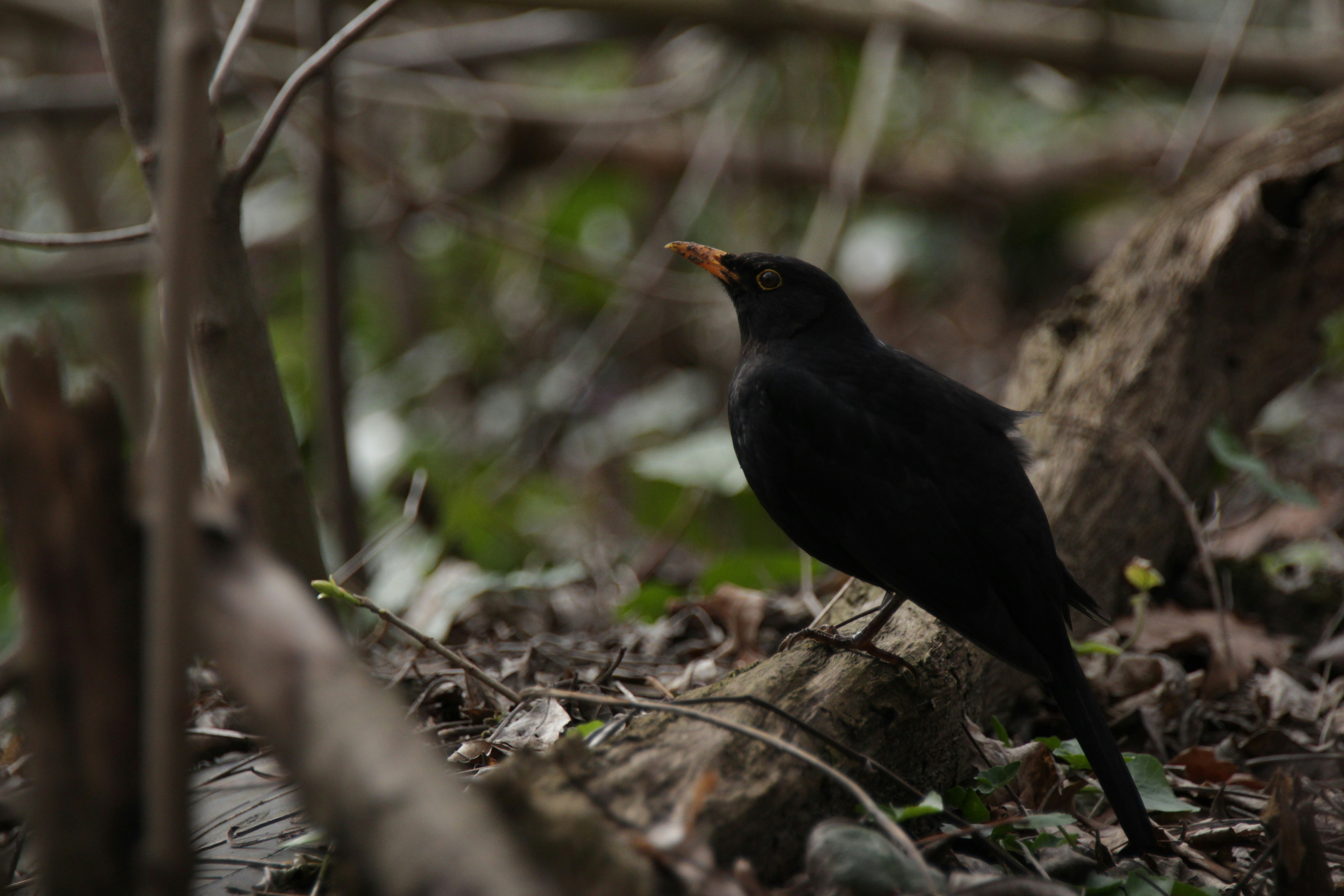 Photo by timesnewroman14