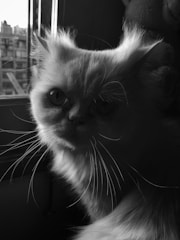A close-up shot of a fluffy cat with long whiskers sits by a window. The light creates a dramatic shadow across its face, highlighting its large eyes and furry ears. The background appears to show an urban environment with buildings visible through the window.