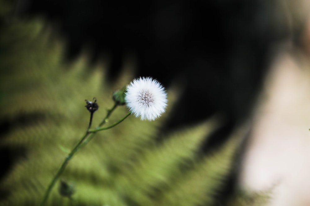 a close up of a flower with a blurry background