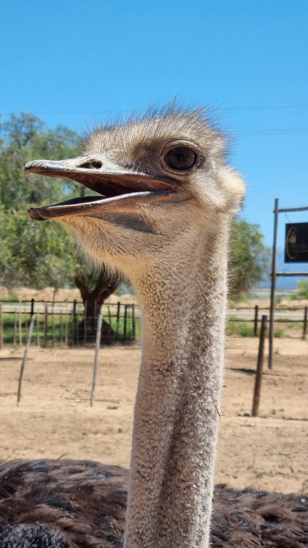 an ostrich with its mouth open in an enclosure