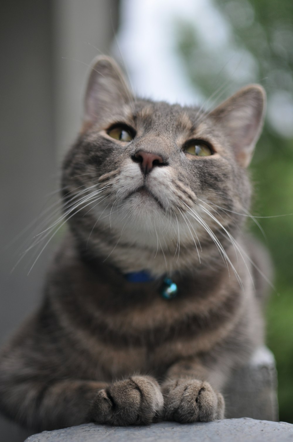 a cat sitting on top of a rock looking up