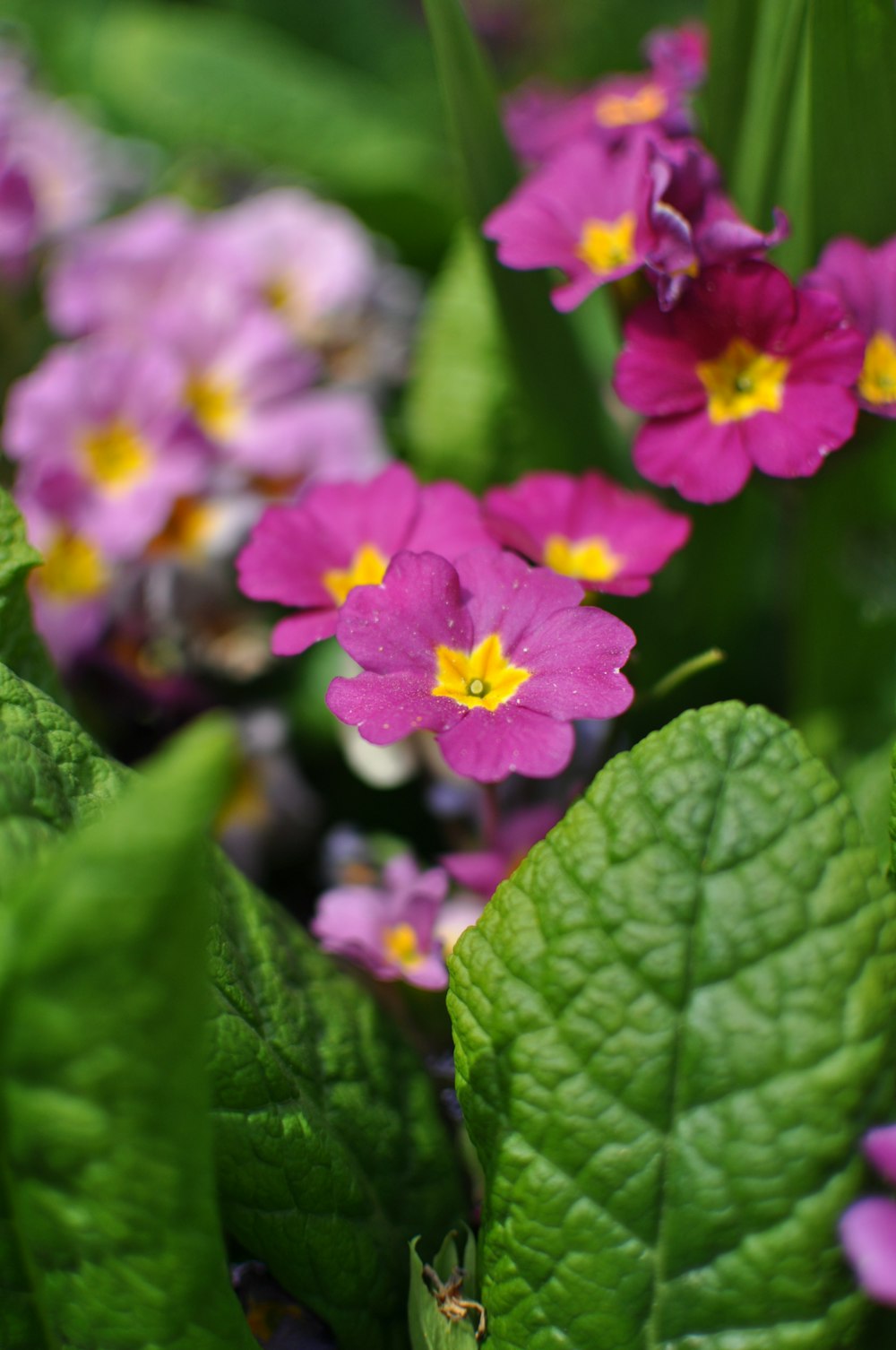 a group of purple flowers with green leaves