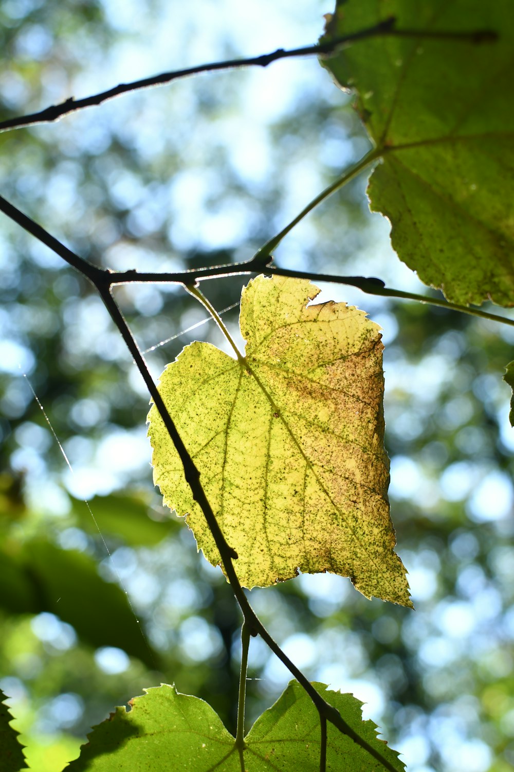 a leaf is hanging from a tree branch