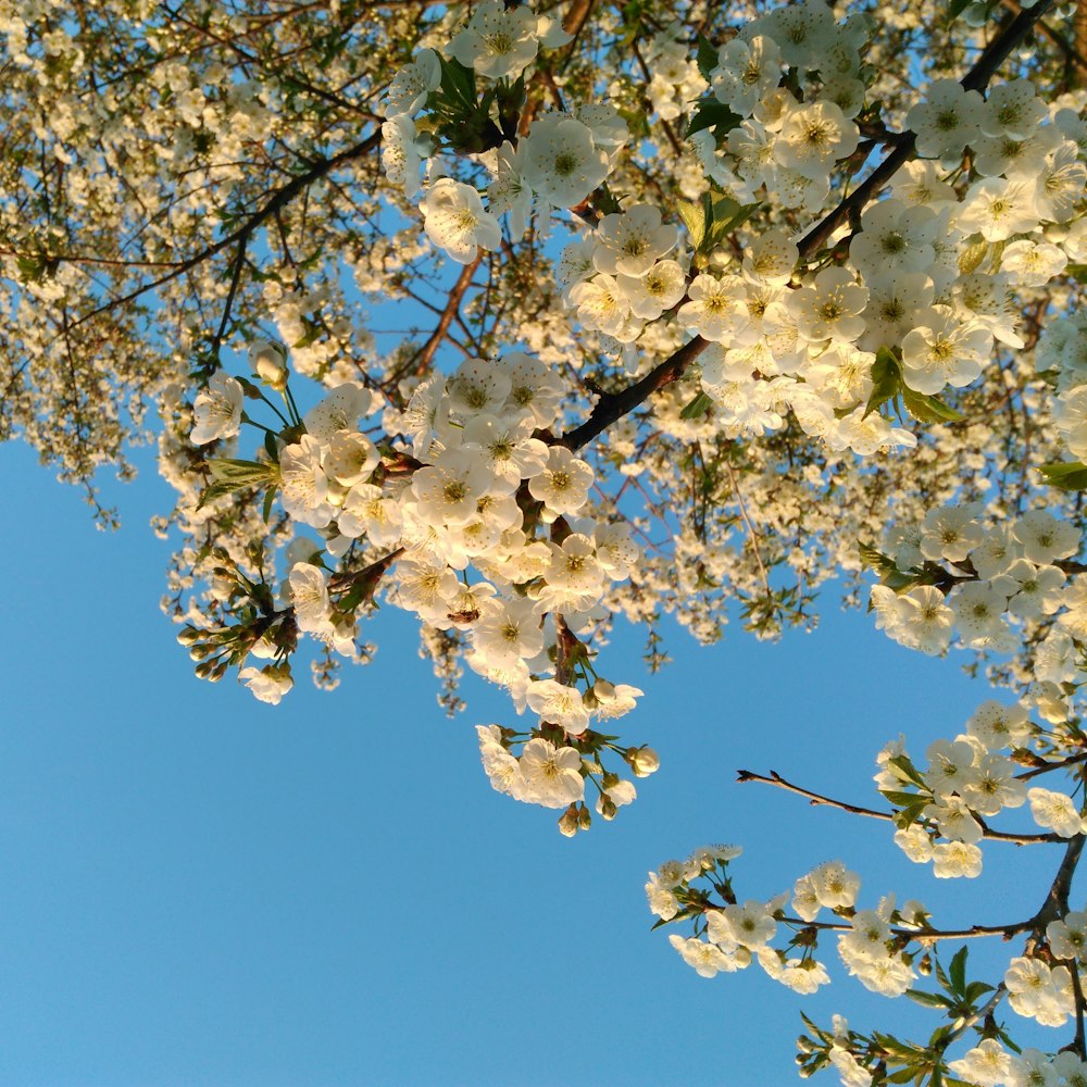 a tree filled with lots of white flowers