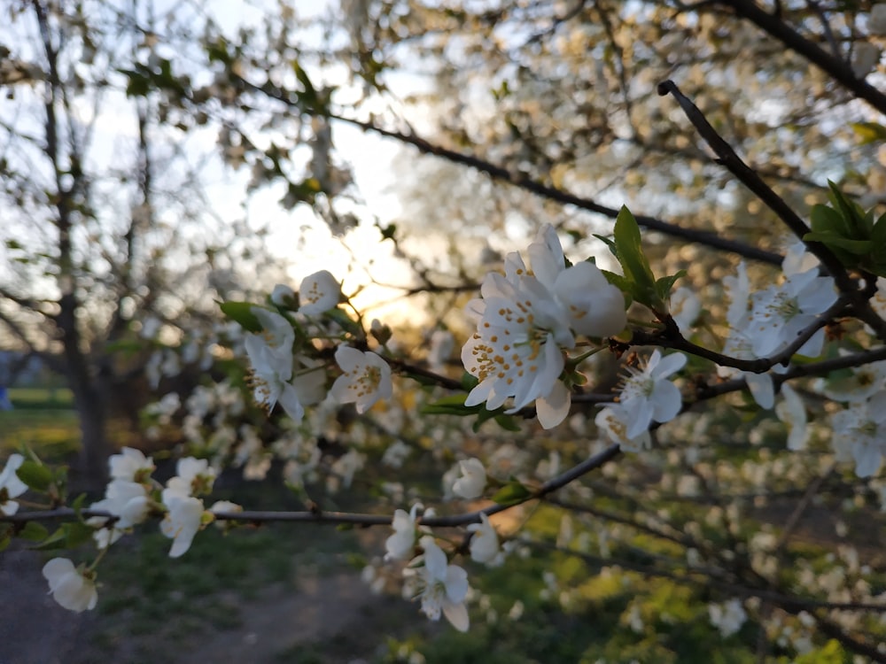 a close up of a tree with white flowers