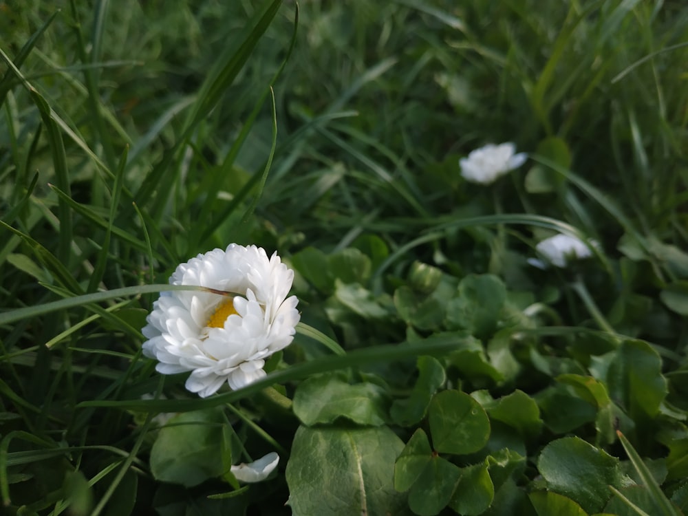 a white flower sitting in the middle of a lush green field