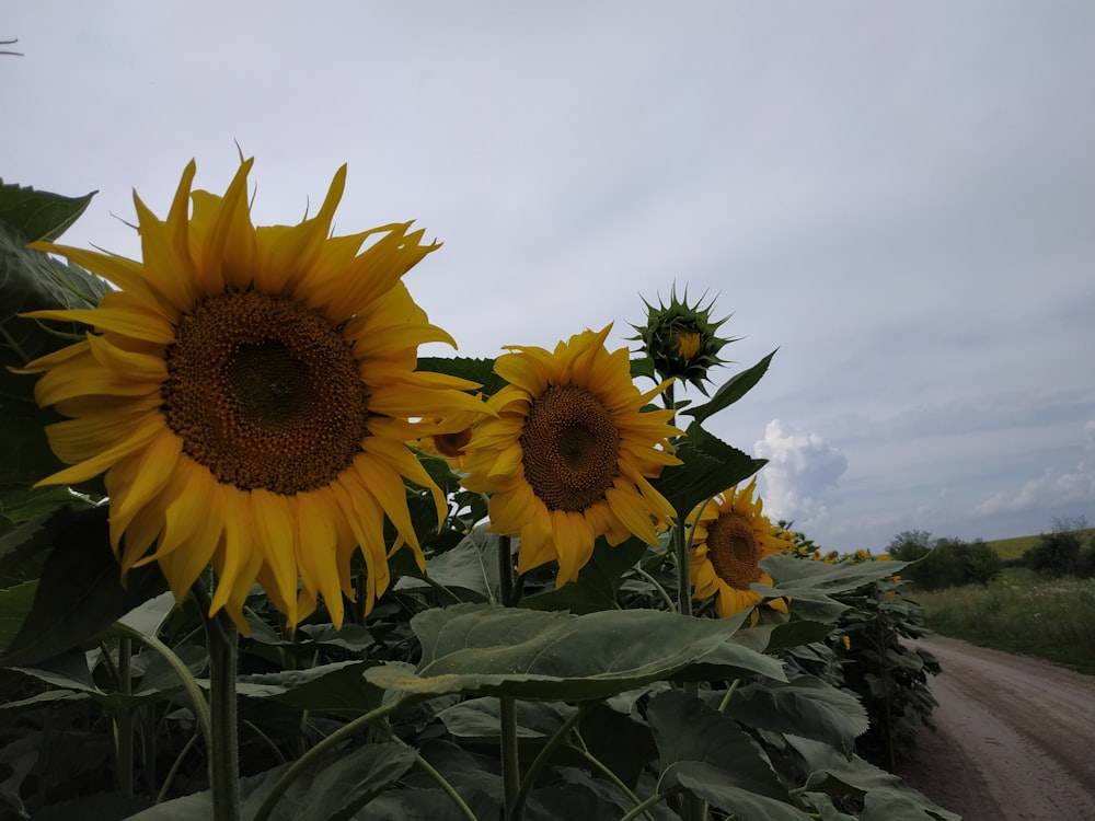 a field of sunflowers on a cloudy day