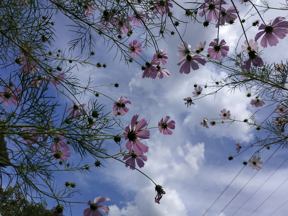 a bunch of flowers that are in the air