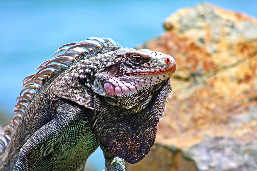 a close up of a lizard on a rock