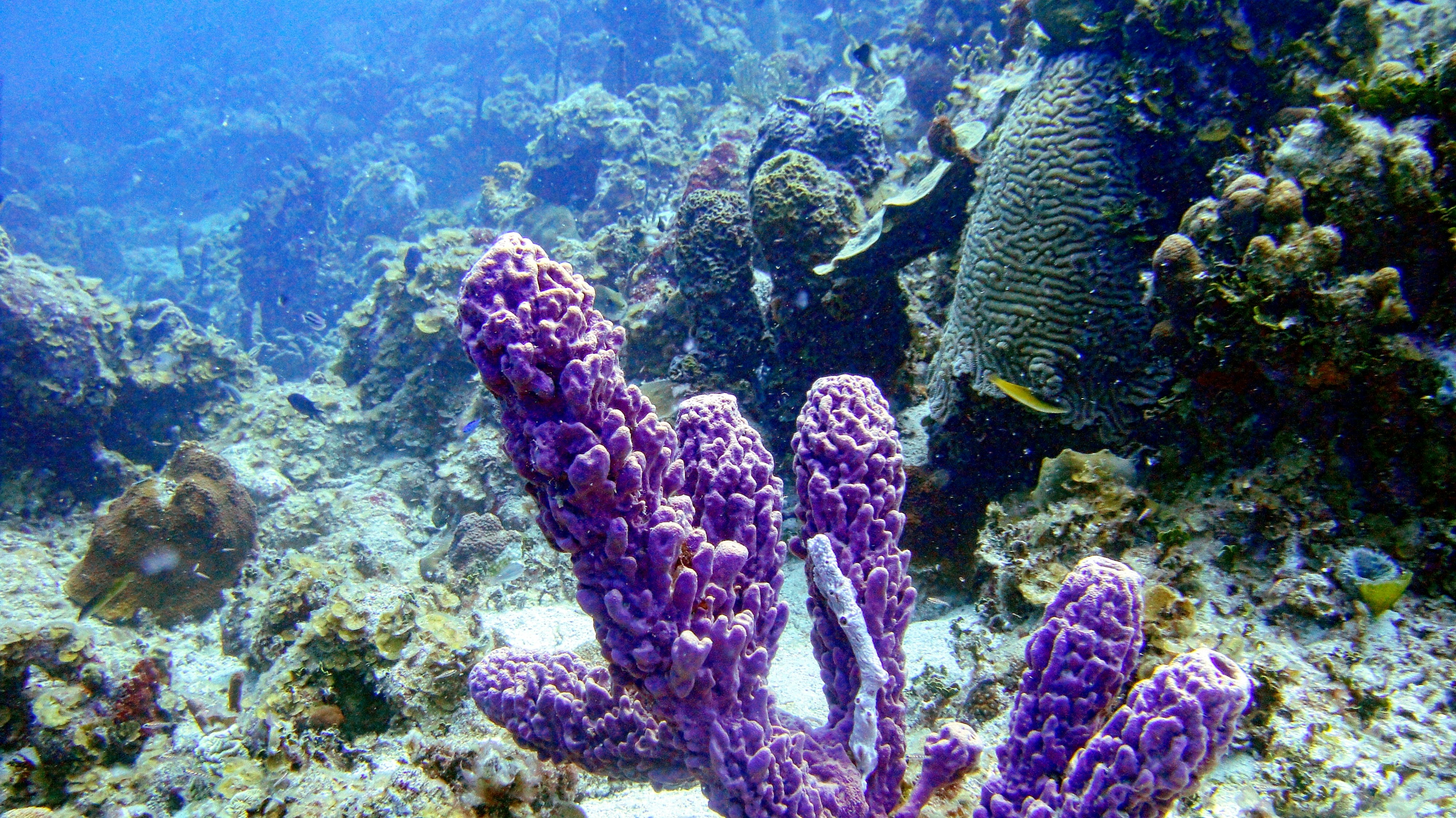 A purple sponge in the fore of a coral patch reef.