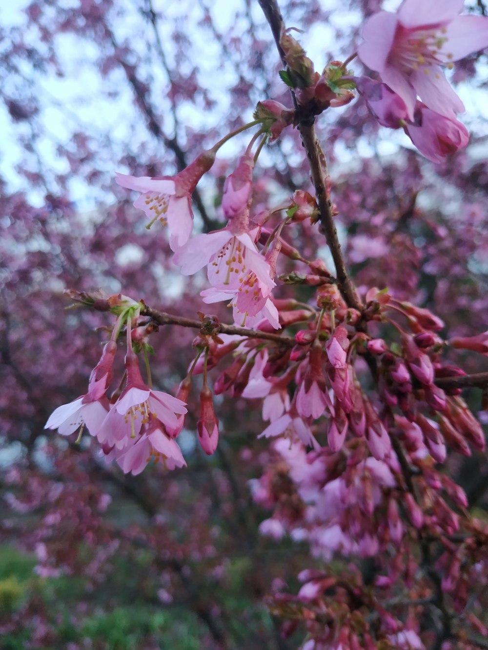 pink flowers are blooming on a tree branch