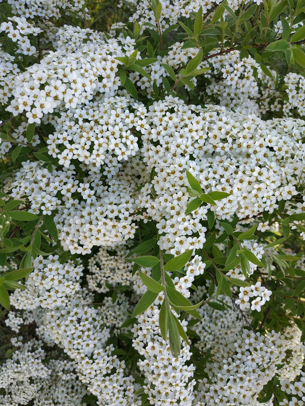 a bush of white flowers with green leaves