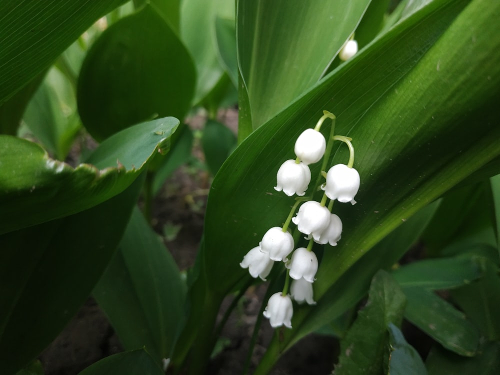 a close up of a bunch of flowers on a plant