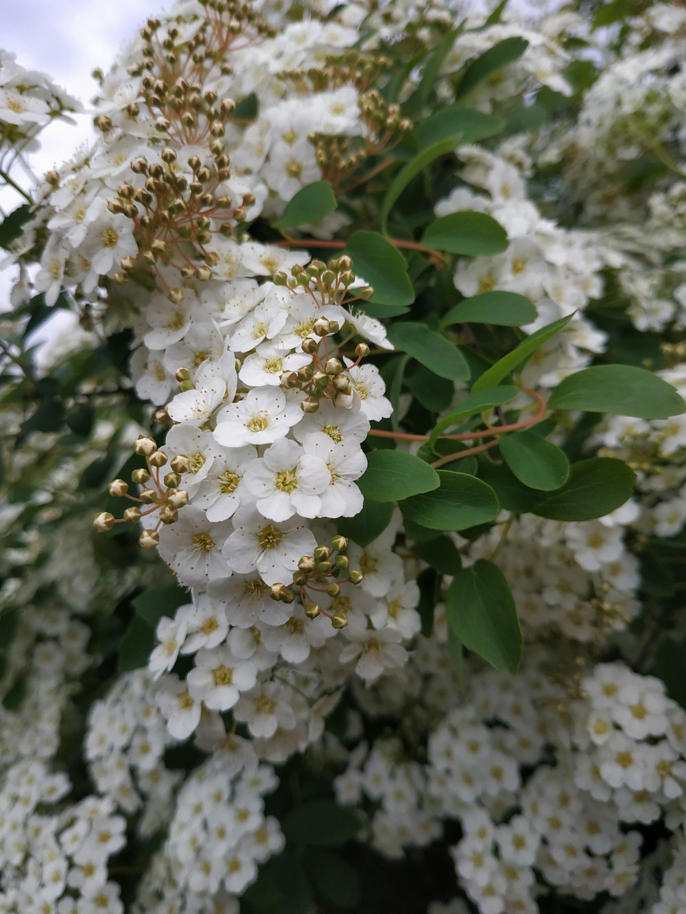 a bunch of white flowers that are on a tree