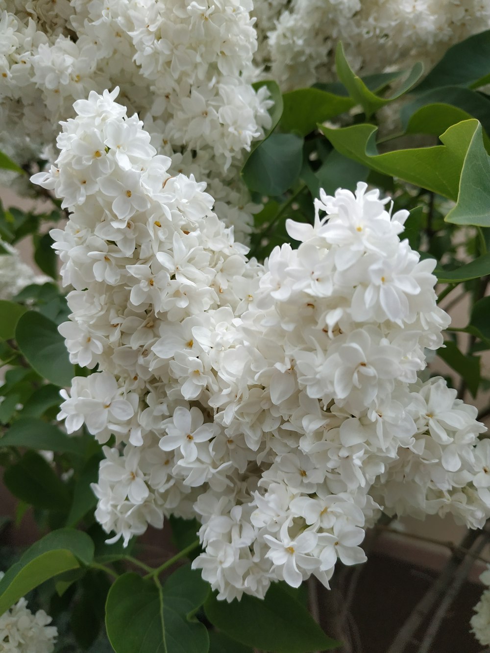 a bush of white flowers with green leaves