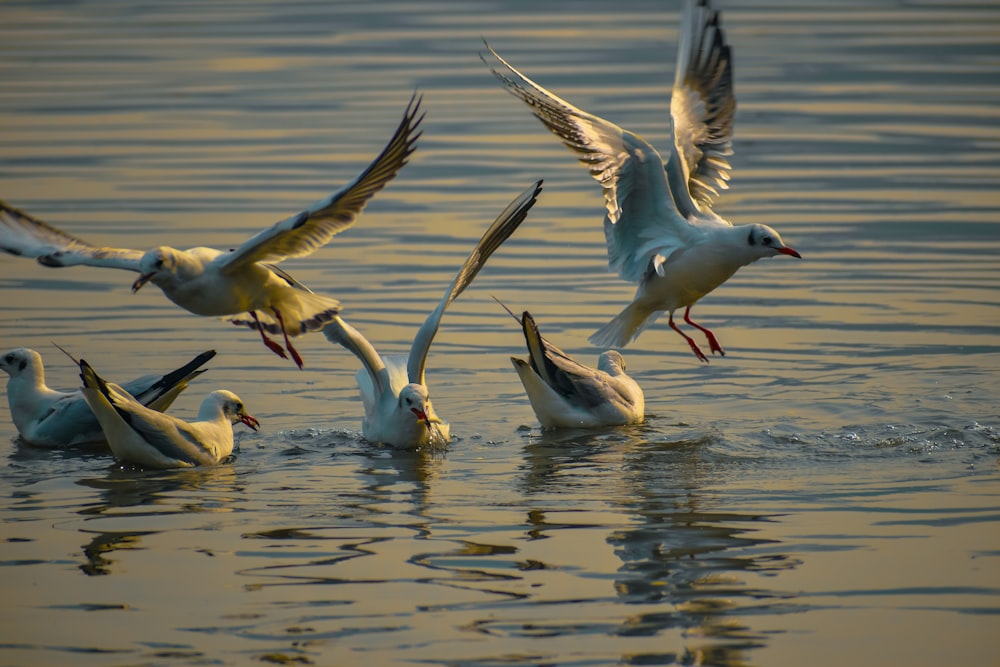 a flock of birds flying over a body of water