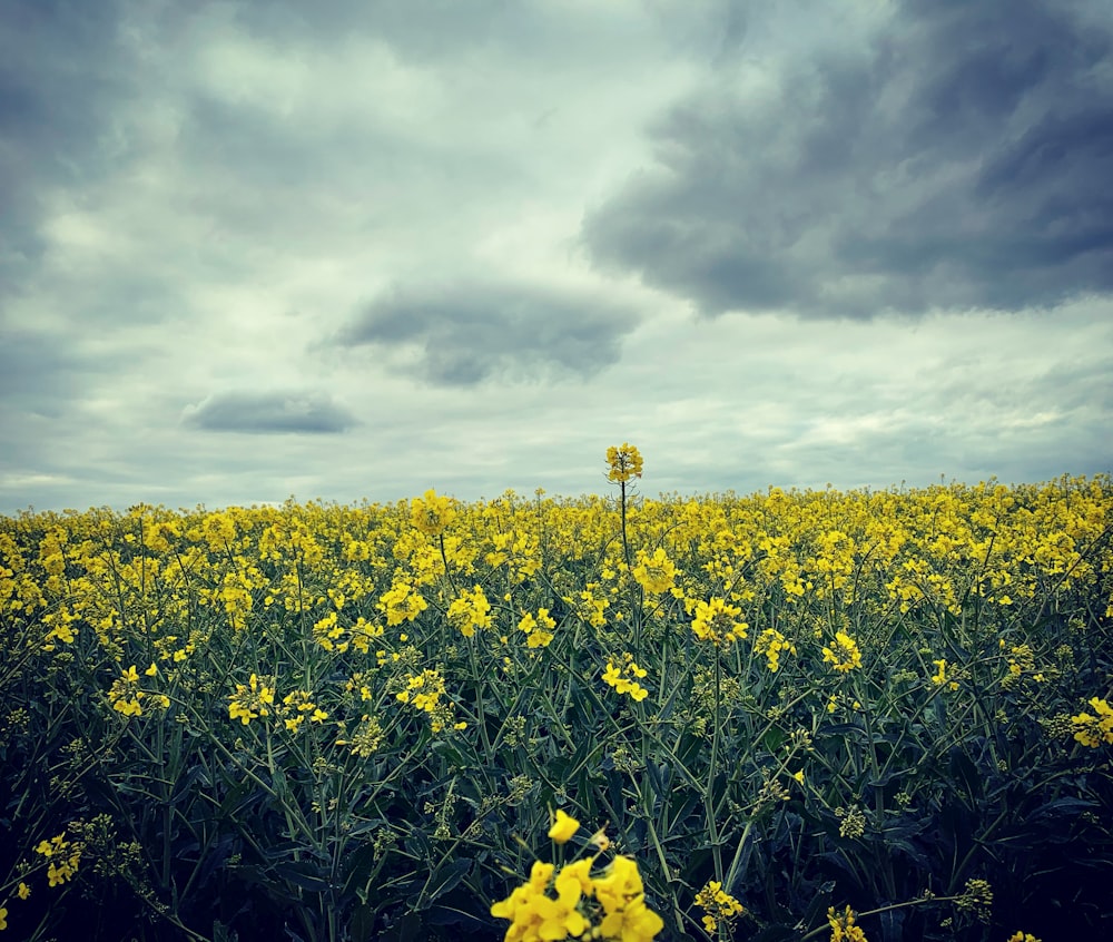 a field full of yellow flowers under a cloudy sky