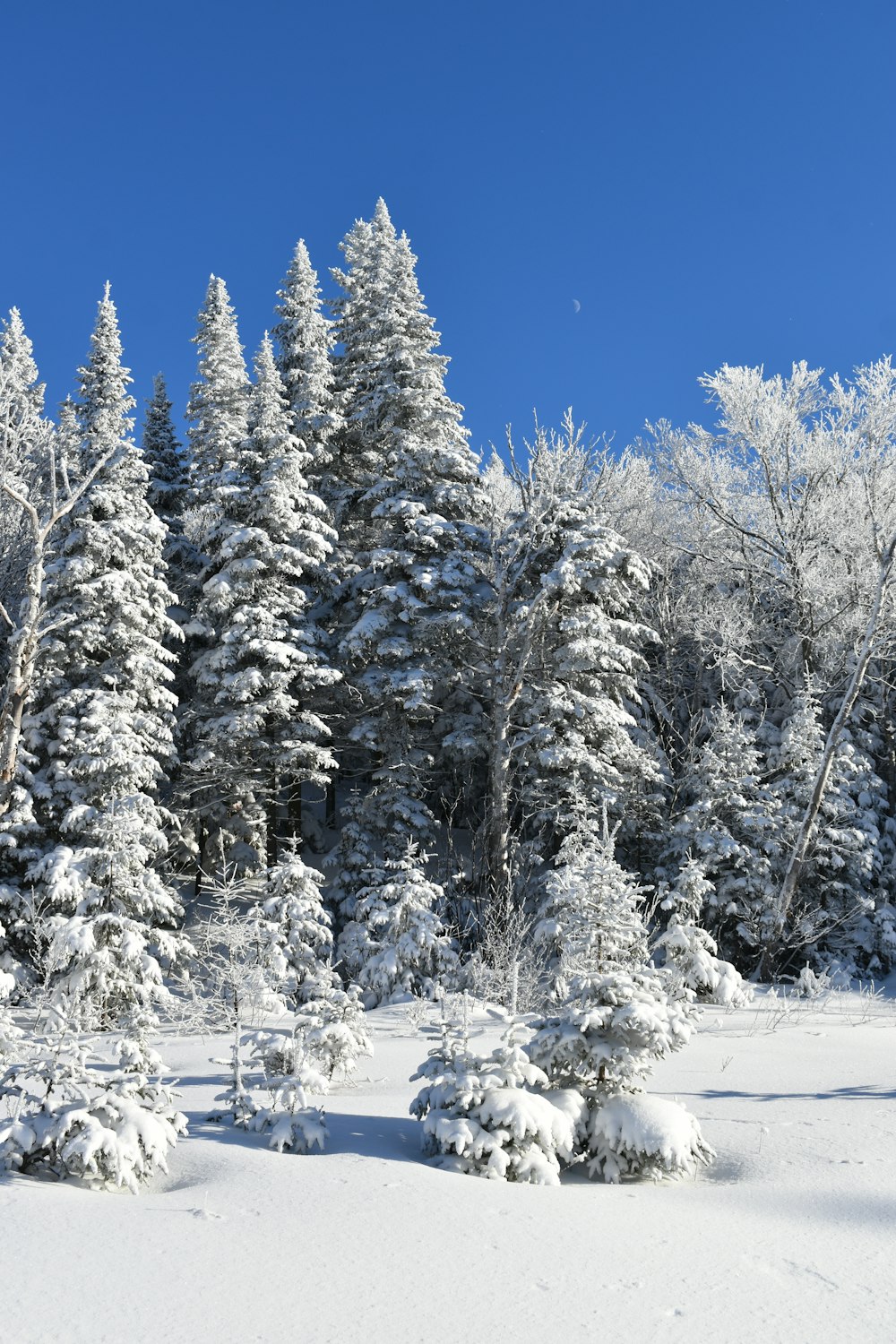 a snow covered forest with lots of trees