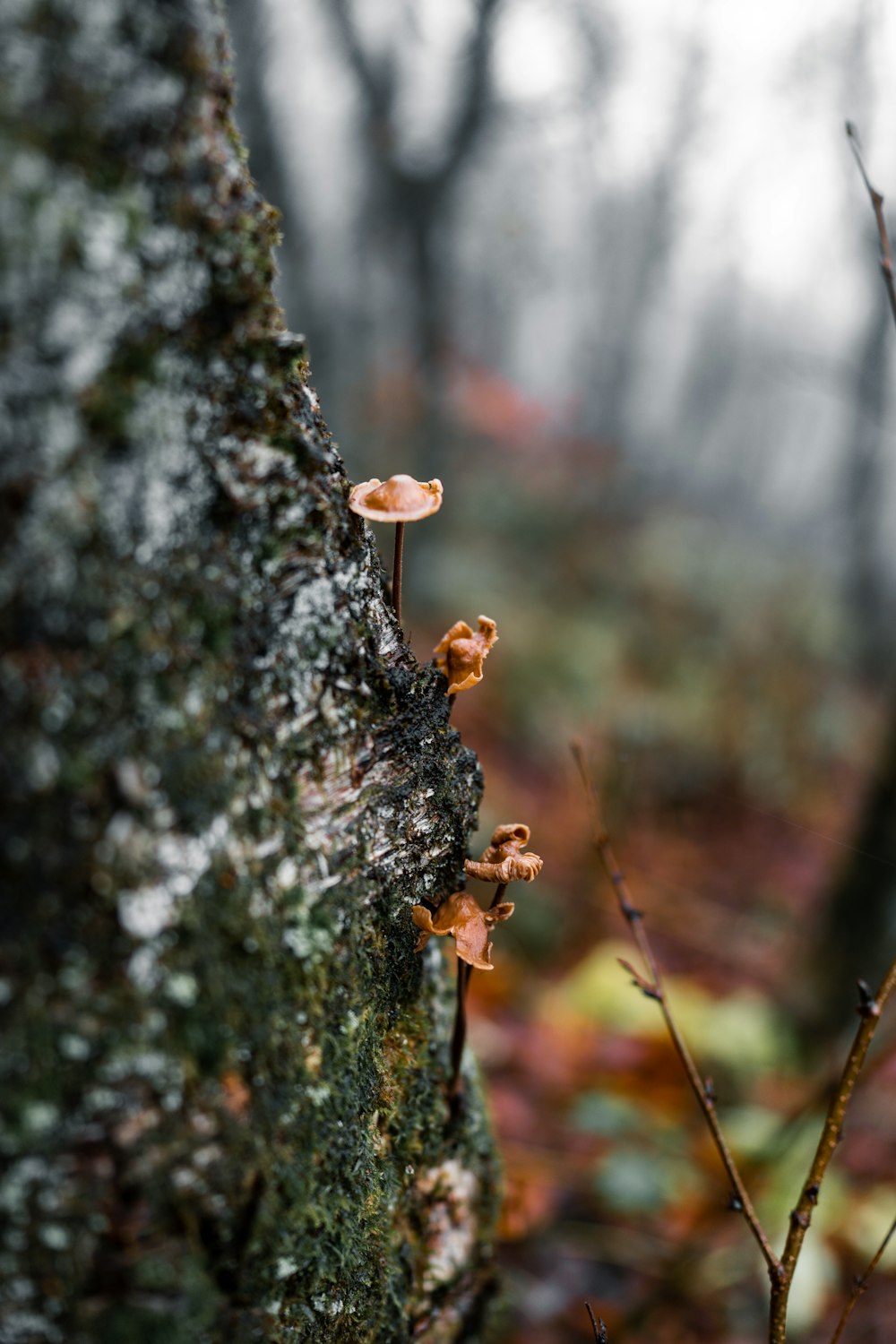 a mossy tree trunk with small mushrooms growing on it