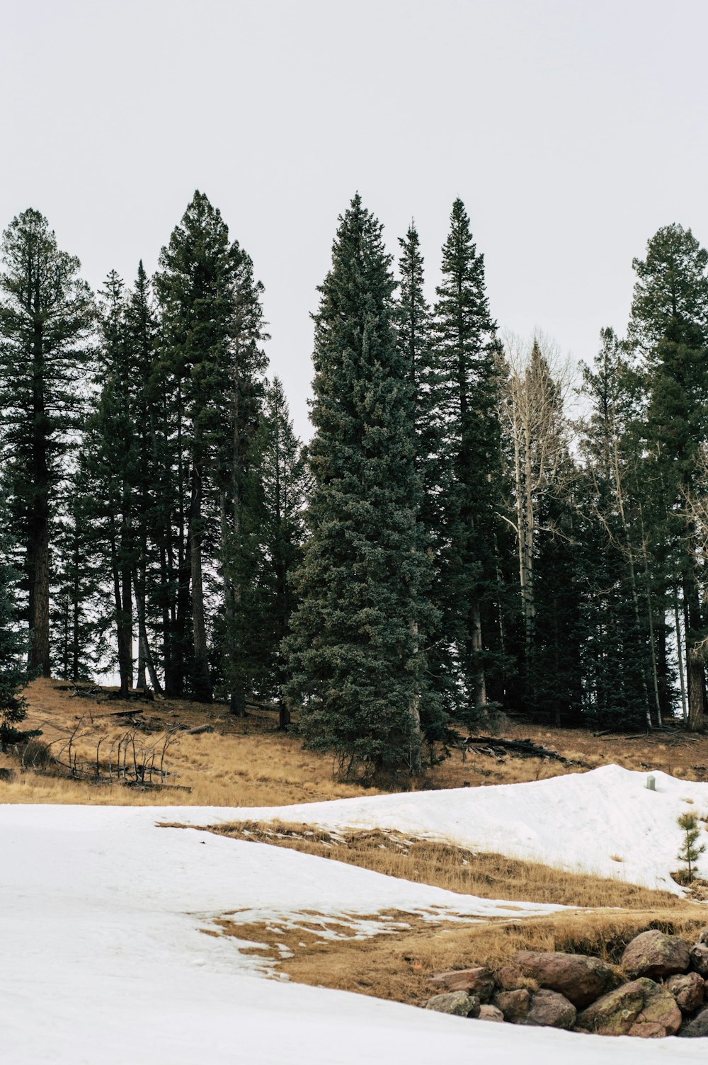 a snow covered field with trees in the background