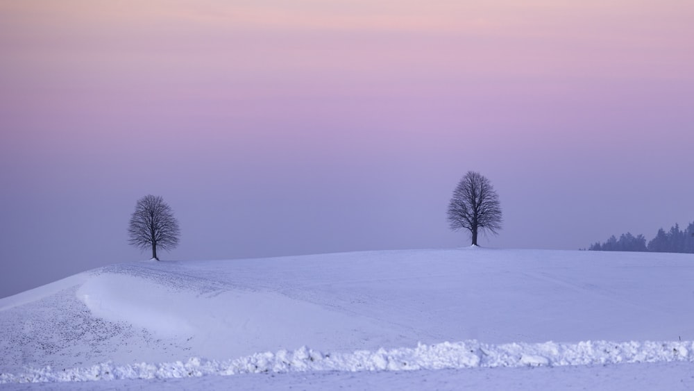 a couple of trees that are standing in the snow