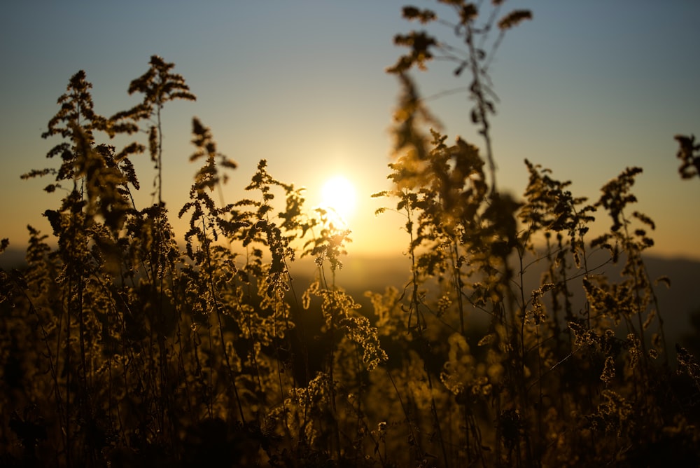 the sun is setting over a field of tall grass