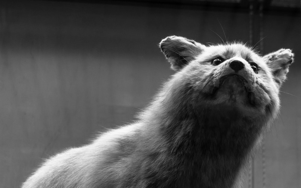 a black and white photo of a cat looking up